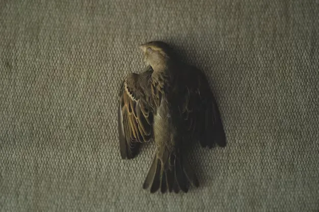 dead-bird-spiritual-meaning-and-symbolism-complete-guide